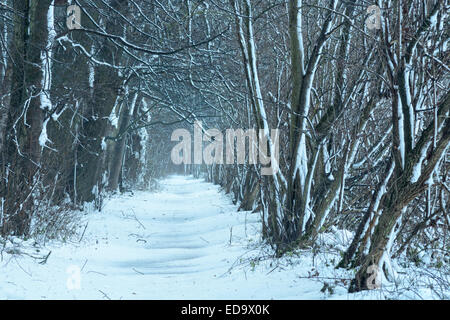 Winter-Szene in einer bewaldeten Umgebung. Schnee setzt sich auf einen Wanderweg und die umliegenden Bäume auf dieser englischen Winter-Szene. Stockfoto