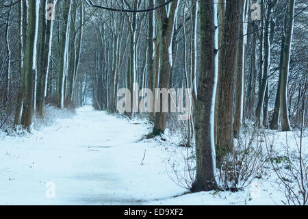 Winter-Szene in einer bewaldeten Umgebung. Schnee setzt sich auf einen Wanderweg und die umliegenden Bäume auf dieser englischen Winter-Szene. Stockfoto