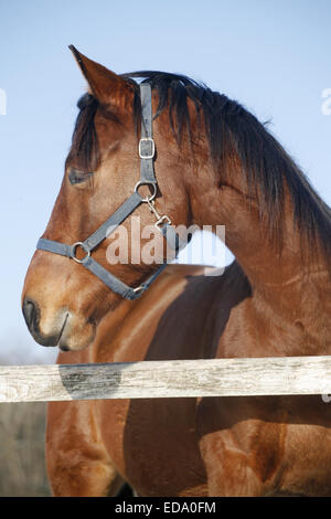 Porträt einer schönen reinrassigen Pferd Winter Corral ländliche Szene Stockfoto