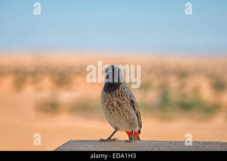 Vogel im Al Maha Desert Resort in Dubai, Vereinigte Arabische Emirate Stockfoto