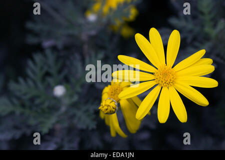 Euryops Actinobakterien wächst in einer geschützten Umgebung. Stockfoto