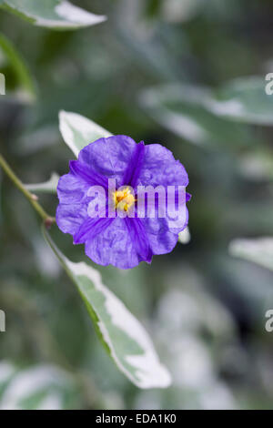 Lycianthes Rantonnetti 'ist Lynn bunt". Bunte blaue Kartoffel Strauch wächst in einer geschützten Umgebung. Stockfoto