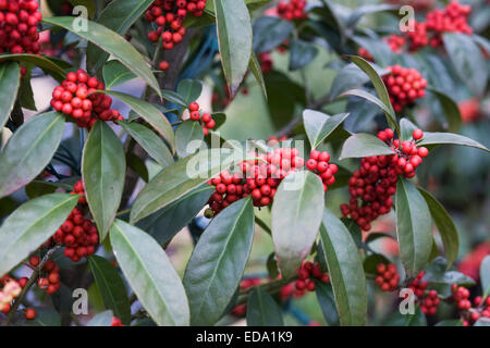 Rote Beeren im Winter. Stockfoto