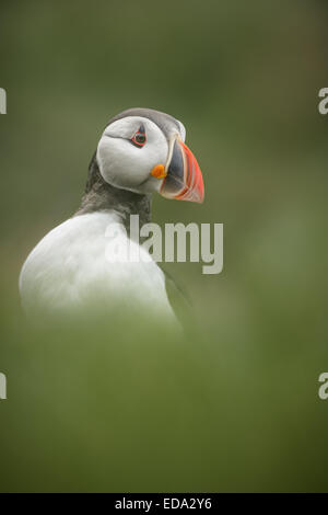 Ein Papageitaucher, fotografiert auf der Farne Islands Stockfoto