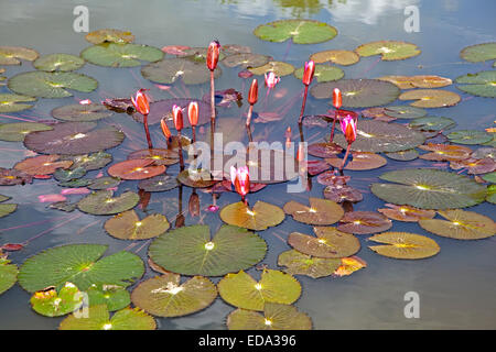 Indischer Lotus / Heilige Lotus (Nelumbo Nucifera) im Botanischen Garten von Menglun, Yunnan Provinz, China Stockfoto