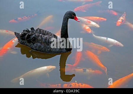 Schwarzer Schwan (Cygnus olor) ursprünglich aus Australien Schwimmen unter Koi-Karpfen, domestizierten Karpfen (Cyprinus Carpio) im Park Teich Stockfoto