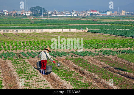 Chinesische Bauern düngen Ernte von Gülle aus Eimern gießt, Handarbeit, Provinz Yunnan, China Stockfoto