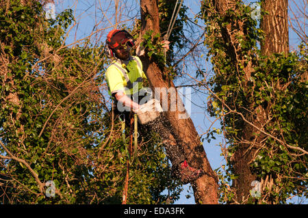 Baumpfleger mit einer Kettensäge Up A Tree Stockfoto