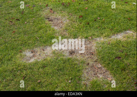 Verkohlte Grass aus der eingeäscherten Asche eines geliebten beginnt zu wachsen durch in der Form eines Kreuzes mit neuem Leben und Freude Stockfoto