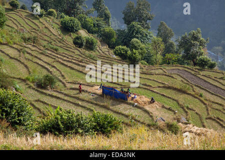 Landwirtschaft in der Nähe von Berg Dorf von Ghandruk in den Modi Khola Tal rund 2000 Meter Stockfoto