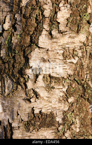 Rinde der Birke (Betula Pendel), Kent UK, Winter Stockfoto