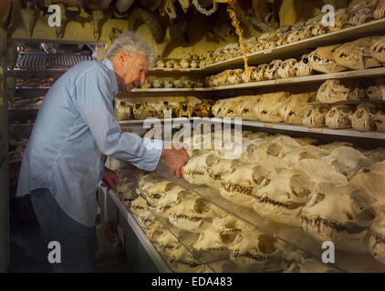 Ray Bandar Knochensammler Stockfoto