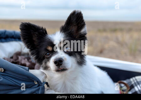 Ein älterer Hund, ein Papillon, auch genannt ein Continental Toy Spaniel, sitzen in einem Vintage Kinderwagen. Stockfoto