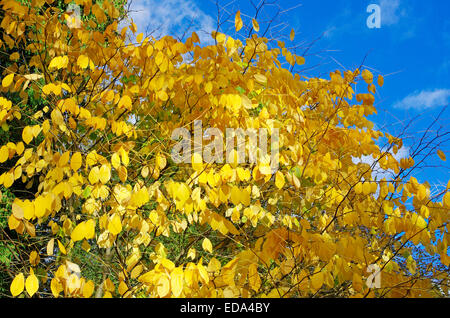 Cladrastis Kentukea (amerikanische Gelbholz oder Kentucky Gelbholz) im Herbst Stockfoto