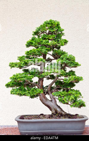 Bonsai Pflanzen befinden sich in den China-Topf Stockfoto