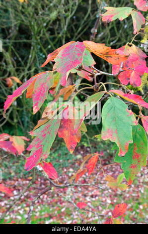 Acer Griseum (leichte Ahorn) im Herbst Stockfoto