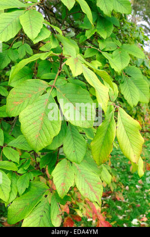 Acer Maximowiczianum (Nikko Ahorn) im Herbst Stockfoto