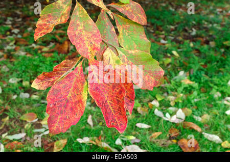 Acer Maximowiczianum (Nikko Ahorn) im Herbst Stockfoto