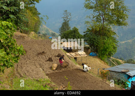 Nach der Ernte in der Nähe von Berg Dorf von Ghandruk in den Modi Khola Tal rund 2000 Meter vorbereiten Boden Stockfoto