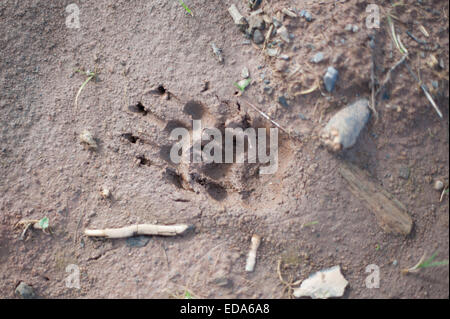 Dachs Fussspuren Stockfoto
