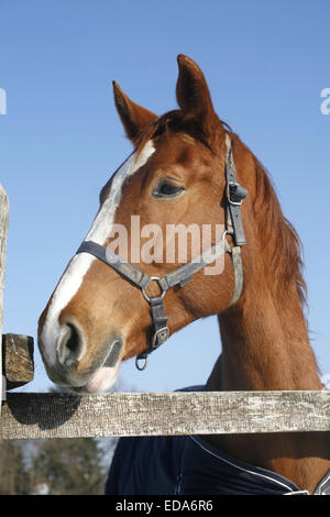 Kopf geschossen Porträt ein reinrassiges Pferd im Winter corral Stockfoto