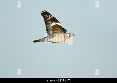 Ringeltaube (Columba Palumbus), Erwachsene im Flug, Slimbridge, Gloucestershire, England, Dezember Stockfoto