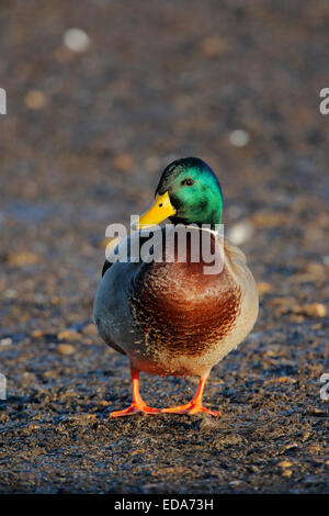Stockente (Anas Platyrhynchos), Männchen, stehend auf gefrorenen Boden, Slimbridge, Gloucestershire, England, Dezember Stockfoto