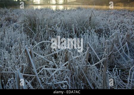 Frost bedeckt Schilf und Rasen auf kalten Wintern Morgen. Dinefwr Park, Llandeilo, Carmarthenshire, Wales, UK, EU. Stockfoto