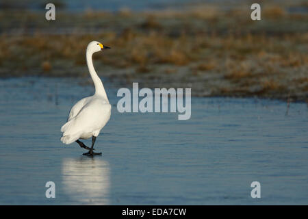 Bewick ´s Schwan (Cygnus Columbianus Bewickii), Erwachsene, zu Fuß auf dem gefrorenen Wasser, Slimbridge, Gloucestershire, England, Dezember Stockfoto