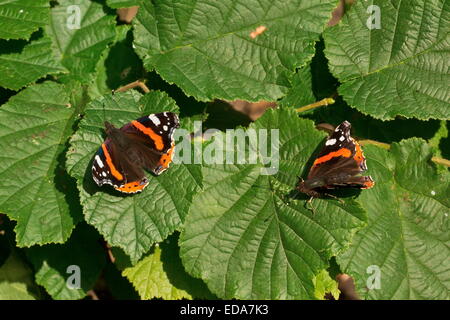 Red Admiral Schmetterlinge, Vanessa Atalanta, sonnen sich in der Herbstsonne auf braunen Blättern. Stockfoto