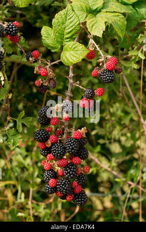 Reife Brombeeren, Rubus Fruticosus in Hecke. Dorset. Stockfoto