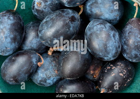 Reife Zwetschgen, Prunus Domestica Subspecies Insititia, (Prunus Insititia) Stockfoto