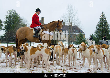 Wie das Signalhorn klingt, The Essex Hunt Club sendet Pferde und Hunde in die Weideflächen für eine jährliche Thanksgiving Fox racing zu jagen. Stockfoto