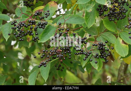 Reife Holunderbeeren, Sambucus Nigra im Herbst. Stockfoto
