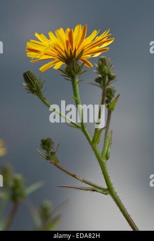 Habichtskraut Habichtsbitterkraut, Picris Hieracioides Blume im Herbst. Stockfoto