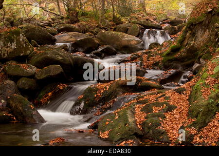 Stream und Herbst Buche lässt im Lauze Tal in der Nähe von Pailheres, französischen Pyrenäen. Stockfoto