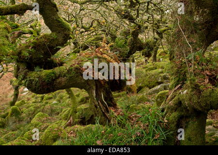 Herbst in der Wistman Holz NNR, Dartmoor. Alte knorrige bemooste gemeinsame Eiche Wald auf ca. 400m. Devon. Stockfoto