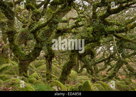 Herbst in der Wistman Holz NNR, Dartmoor. Alte knorrige bemooste gemeinsame Eiche Wald auf ca. 400m. Devon. Stockfoto