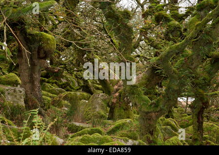 Herbst in der Wistman Holz NNR, Dartmoor. Alte knorrige bemooste gemeinsame Eiche Wald auf ca. 400m. Devon. Stockfoto