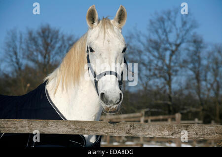 Porträt-Kopfschuss von einem grauen Pferd Ländliches Motiv in Winter Koppel Stockfoto