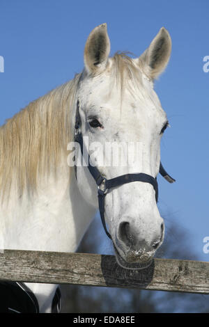 Weißes Pferd Porträt im Winter Corral Sonnentag Ländliches Motiv Stockfoto