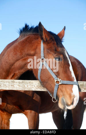 Kopfschuss ein schönes reinrassiges Pferd im Winter gebunden Stockfoto