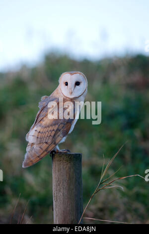 Schleiereule, Tyto Alba, einzelne Vogel auf Post, Norfolk, Januar 2015 Stockfoto
