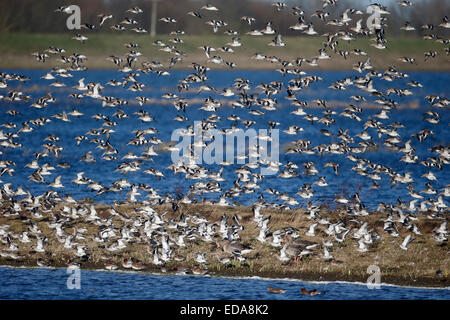 Uferschnepfe, Limosa Limosa Gruppe im Flug bei Welney, Norfolk, Januar 2015 Stockfoto