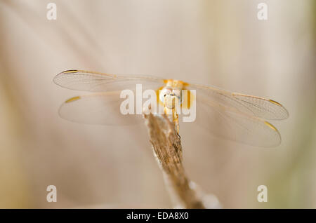 Weibliche Scarlet Darter Libelle (Crocothemis Saccharopolyspora) ruht auf einem stick Stockfoto
