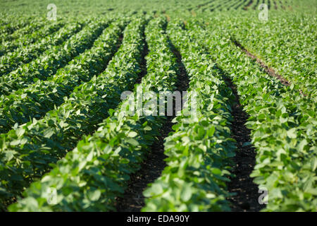 Zeilen der jungen Sojapflanzen in einem Feld Stockfoto