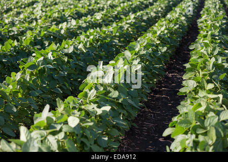 Zeilen der jungen Sojapflanzen in einem Feld Stockfoto