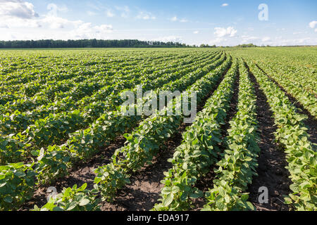 Zeilen der jungen Sojapflanzen in einem Feld Stockfoto