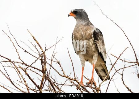 Südlichen blass singen Goshawk hocken in einem dornigen Baum in Etosha, Namibia, Afrika. Stockfoto