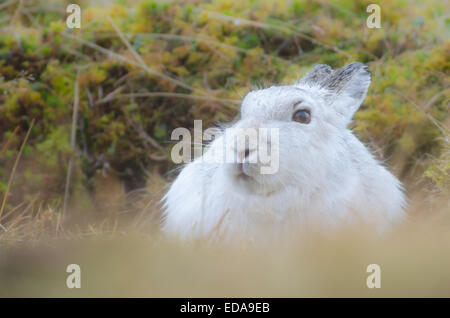 Schneehase (Lepus Timidus) Stockfoto